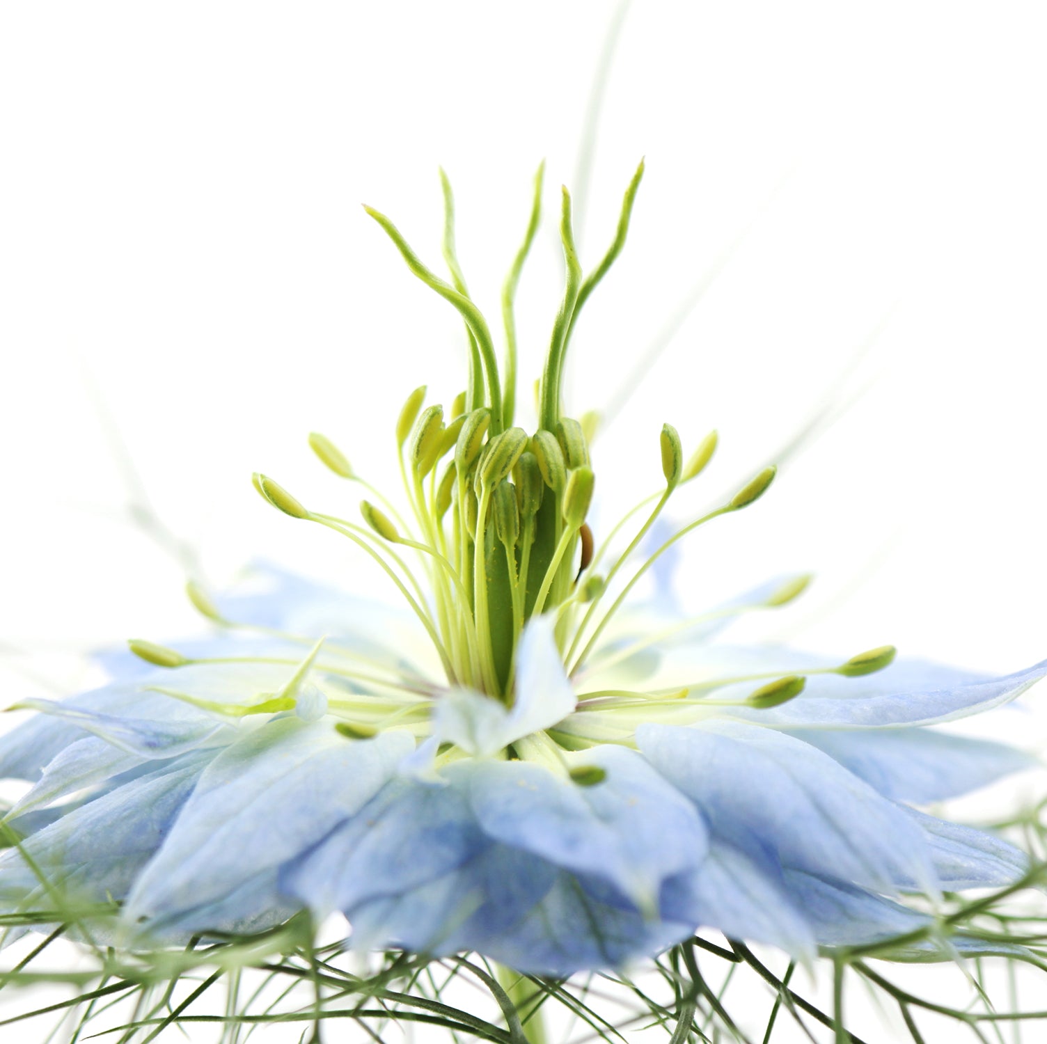 What is the Best Way to Use Black Cumin Seed Oil for Your Skin?